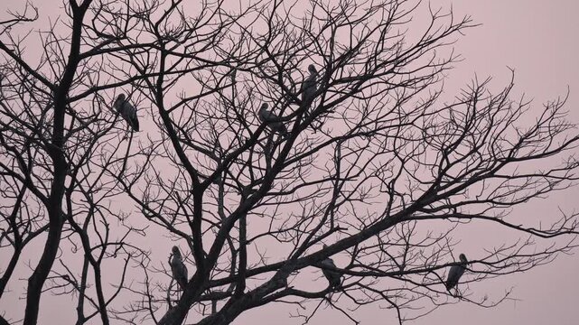 Silhouettes of birds perched on a bare tree against a pink sunset sky. Minimalist silhouette of wild birds sitting on leafless branches at dusk. Group of birds roosting on bare tree limbs. 