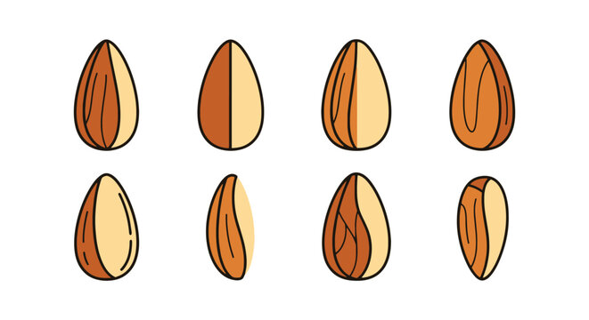 Almond Slice Line art vector clean abstract colorful