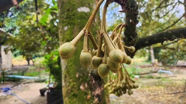 Durian flower