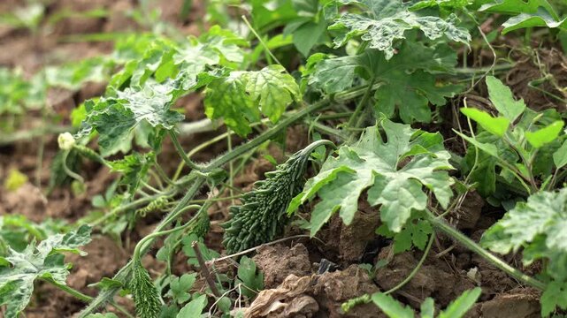 Fresh green bitter gourd growing on a vine in a rural vegetable farm. Close up of organic bitter melon with green leaves in the soil. 