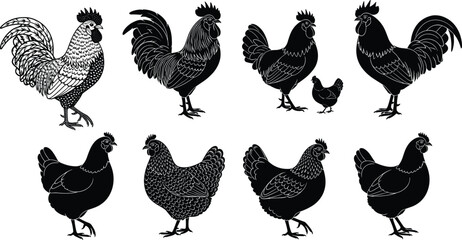 Black and white vector silhouette collection of roosters and hens featuring detailed line art illustrations for farm and poultry branding. © Saila