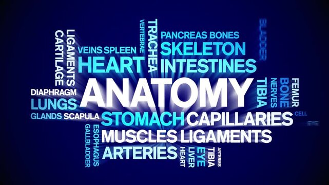 Anatomy animated word cloud-text design animation tag kinetic typography seamless loop.