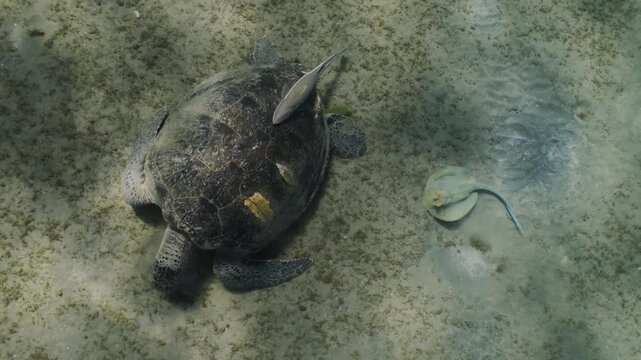 Blue-spotted ribbonfish swims along the seafloor in the Red Sea followed by a sea turtle. The tropical fish and turtle explore coral and rocks, searching for food in the vibrant underwater habitat.