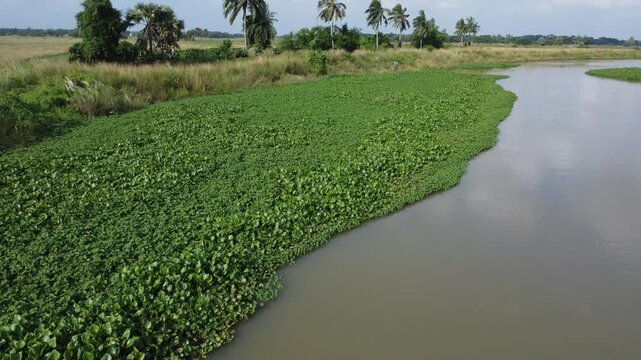 Drone Aerial of River Covered with Water Hyacinth Aquatic Plants. Riverbank Landscape with Dense Water Hyacinth Vegetation Drone Shot. Drone Aerial View of River.