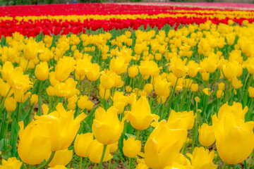 黄色と赤色のチューリップ花壇
