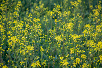 Fototapeta premium Bright Yellow Mustard Flowers Blooming in Agricultural Field