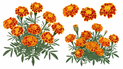 Colorful marigold flowers and foliage arranged in botanical groupings © Raju