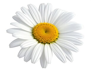Fototapeta premium A fully bloomed daisy with white petals radiating from a bright yellow center. The flower is isolated on a white background