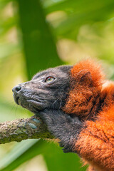 Fototapeta premium Red ruffed lemur resting on tree branch in tropical jungle close-up