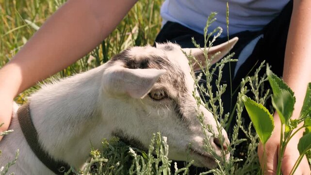Male teen hands hugging cute black and white little goat feeding grass at summer sunny field closeup. Adorable baby goatling grazing eating lush greenery vegetation at natural pasture countryside