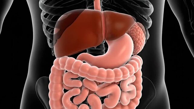 3D rendering of the human digestive system showing major internal organs like the liver, stomach, and intestines within the torso.
