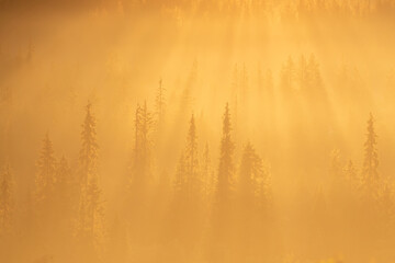 Fototapeta premium A misty moment during sunrise in Northern Finland when the sun's rays break through the fog and illuminate the tops of tall spruce trees