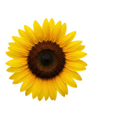 Fototapeta premium Sunflower with water drops on white background