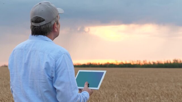 agriculture, wheat field, golden wheat farm field sunset, farmer sunset. concept agriculture. Farmer working digital tablet shut up. Summer wheat grains. ingathering. Farm business. People sunset.