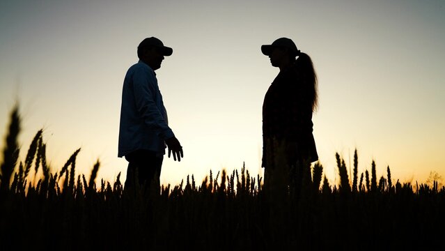 woman reviewing tablet while standing in wheat field., woman collaborating with tablet in rolling wheat field., farmer man and woman monitor tablet for wheat harvest planning., farmer woman and man