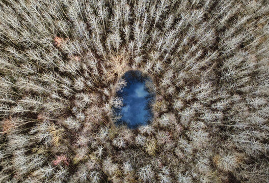 An aerial view captures a dense forest of leafless trees in late fall or winter, their pale branches creating an intricate web of textures across the landscape. At the center sits a small, dark pond t