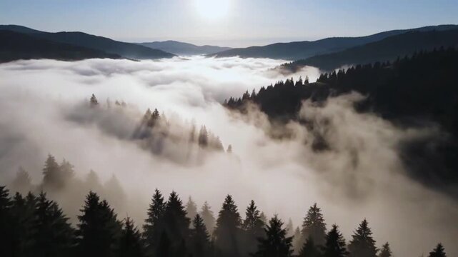 Aerial drone footage capturing dense morning fog slowly moving through silhouetted pine tree forest valleys at sunrise motion
