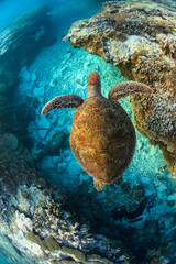 A beautifully coloured green sea turtle swimming over coral reef in a shallow lagoon on sunrise. Photographed in the tropical clear waters on the Great Barrier Reef, Queensland Australia. © Nautilus Creative