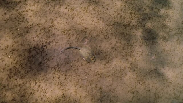 Blue-spotted ribbonfish swimming alone along the seafloor in the Red Sea. The tropical fish moves gracefully among coral and rocky formations, exploring its vibrant underwater reef habitat.