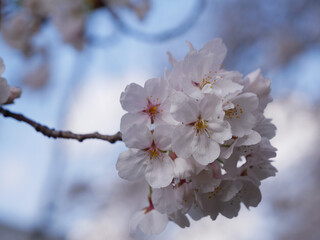 桜