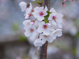 桜