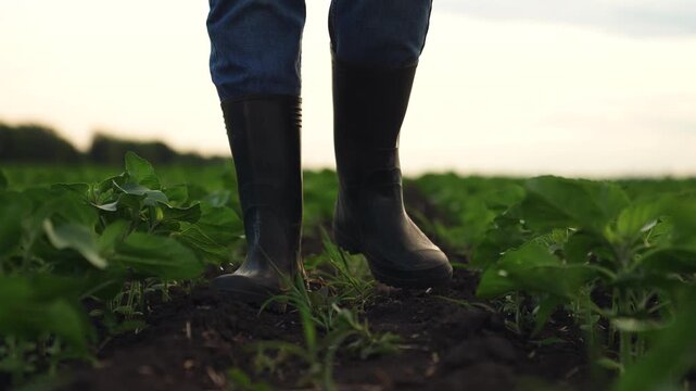 Agriculture, Feet in boots walking among leafy crops, Agriculture at ground level perspective, Real rural work in action, Nurturing crops with respect, Clean earth and lush green plants, Farm life in