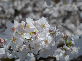桜のクローズアップ