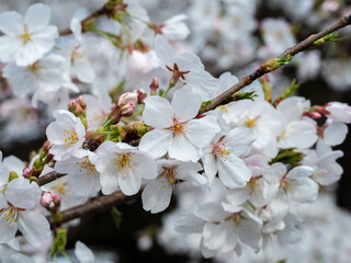 桜のクローズアップ