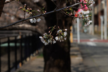 桜