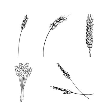 Wheat Ear Silhouette Icon Collection for Agriculture and Grain Symbols
