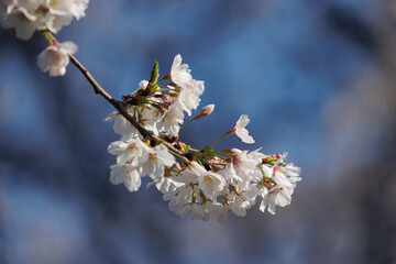 桜