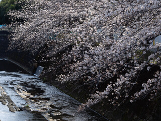 河岸の桜