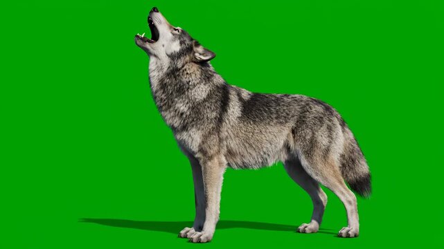 A wild wolf howling at the moon, full body shot, isolated on a solid green screen howling, majestic, pack