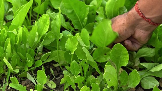 Hand of Farmer Harvesting Fresh Green Spinach Leaves in Organic Garden. Cinematic View of Farmer Tending to Green Vegetable Crops in India.