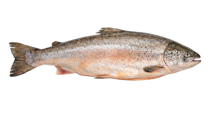Freshly caught whole Atlantic salmon isolated object with a transparent clean background