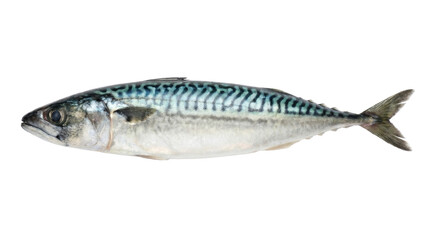 Fototapeta premium Raw whole fresh atlantic mackerel fish isolated on transparent background for healthy cooking
