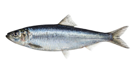 Fresh whole silver herring fish isolated object on a transparent background, full side view