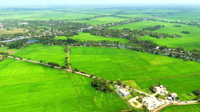 Areal short of Paddy Field Kuttanad Taluk, Alappuzha, Kerala Rice cultivation in Kuttanad ,alappy