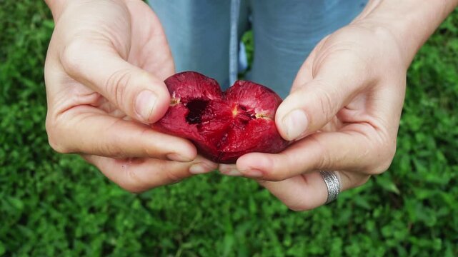 Top down view of woman&rsquo;s hands opening ripe plum to reveal fresh red interior outdoors in Moc Chau, Vietnam.