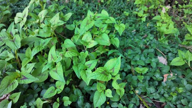 Close view of Persicaria virginiana foliage growing among wild ground vegetation. Green leaves with natural markings and veins in a shaded forest environment, botanical detail of a wild woodland plant