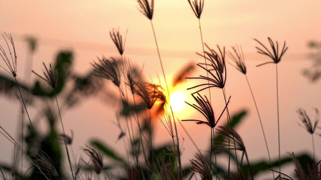 Swollen Finger Grass Chloris Barbata Swaying in Gentle Wind. Golden Hour Sunlight Filtering Through Wild Finger Grass Meadow. Wild Grass view in Sunset time. Dreamy Summer Evening. 