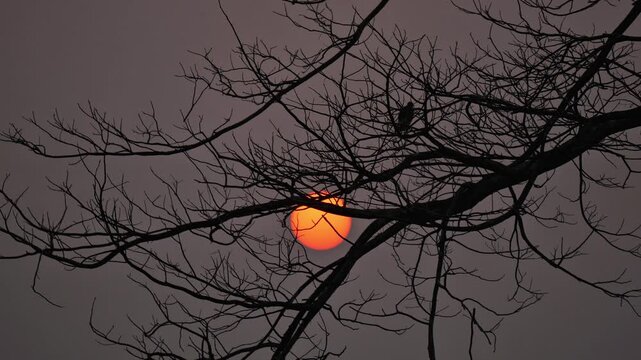 Golden Hour Sunset through Silhouetted Tree Branches in Jim Corbett National Park. Red Sun Setting Behind Bare Tree Limbs at Dusk. Rural Landscape Sunset in Indian Forest Wildlife.