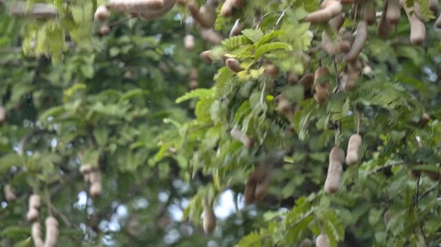 Tamarindus Indica Tree with Hanging Seed Pods. Tamarind Pods Maturing on Branch in Rural Farm. Indian fruit farming.