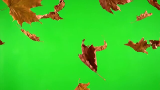 Dead, dry leaves swirling and rustling mysteriously in an updraft, isolated on green screen eerie, moving, dark forest