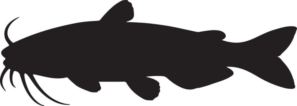 Catfish on white background.
