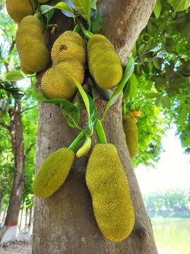 Young jackfruits hanging in jackfruit tree. The scientific name of jackfruit (Artocarpus heterophyllus)
