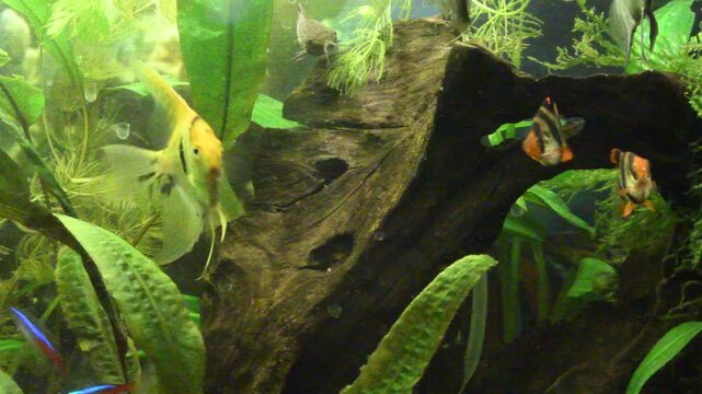 tropical fish in aquarium