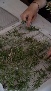 Preparing fresh herbs for drying and spice use.  Close-up of hands picking rosemary leaves. Close up of a woman hand holding freshly picked rosemary sprigs. Vertical shot
