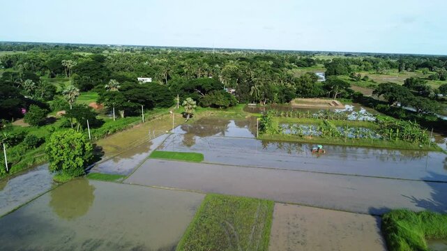 Panoramic Aerial View of Flooded Rice Paddies and Lush Green Farmland. tunning Rural Landscape Drone Video Featuring Rice Cultivation and Greenery.