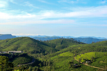 Obraz premium Landscape in the mountains Beautiful view of Tea plantation Parunthumpara, Idukki, Kerala, India 